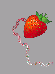 strawberry DNA