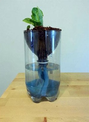 Hydroponic planter made from 2 liter bottle